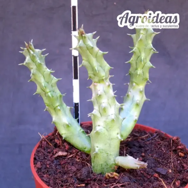 Stapelianthus "Snow Crystal" - Imagen 2