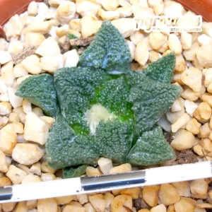 Ariocarpus fissuratus