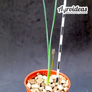 Albuca hallii