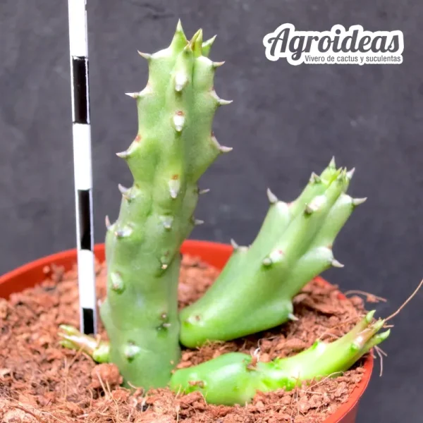 Huernia erectiloba - Imagen 2