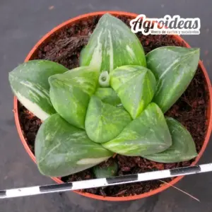 Haworthia X mutica "variegata"