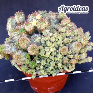 Euphorbia mammillaris "prolifera variegata"