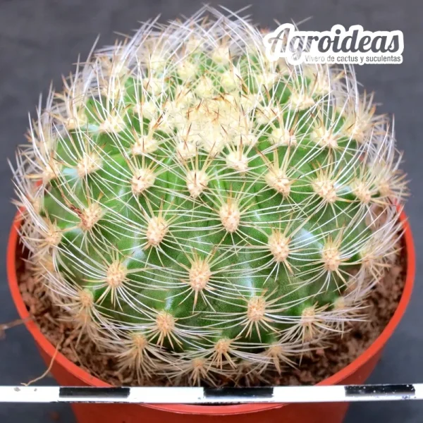 Matucana haynei - Imagen 2