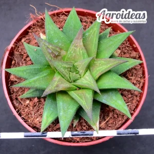 Astroloba X haworthia "Ex. Agroideas"