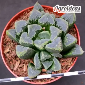 Haworthia cv. San Juan "Ex. Agroideas"