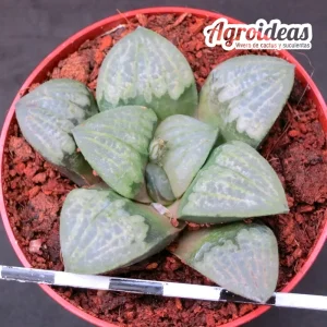 Haworthia "Impetus"