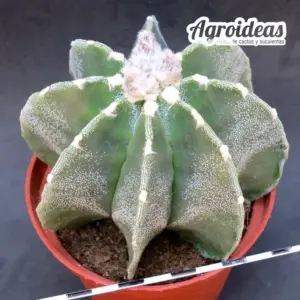 Astrophytum myriostigma var. multicostatum MØ-11cm
