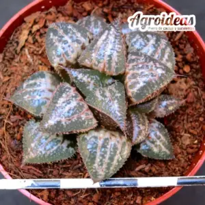 Haworthia cv. Attila