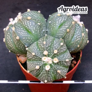 Astrophytum asterias "Selección"