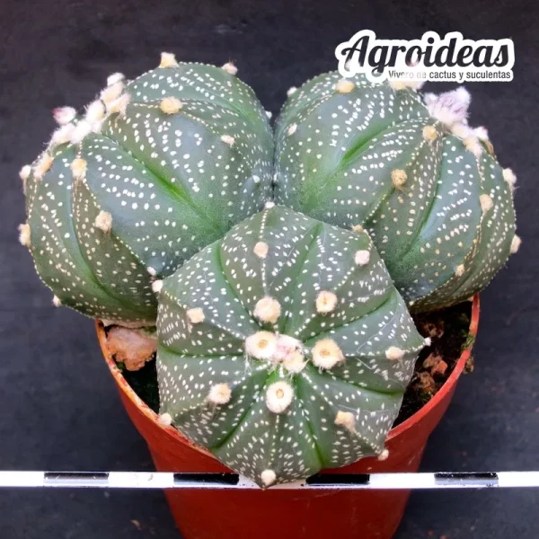 Astrophytum asterias "Selección"