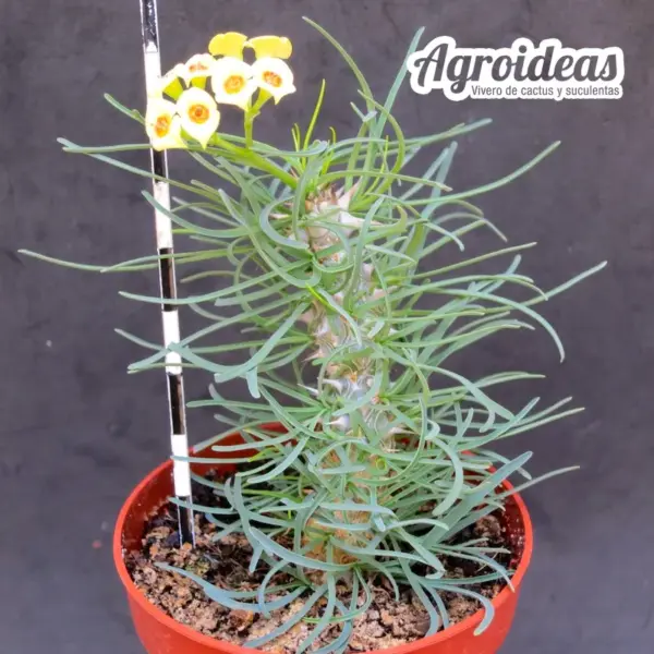 Euphorbia rossii - Imagen 2