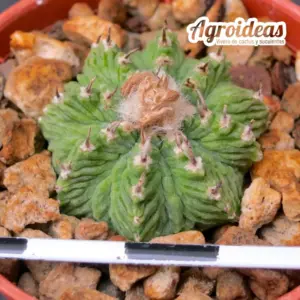 Aztekium ritterii