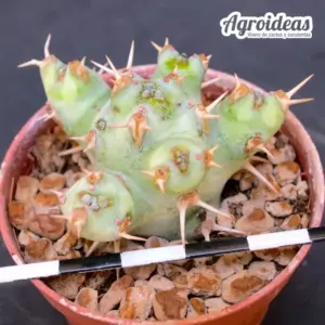 Euphorbia ponderosa