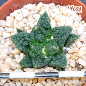 Ariocarpus fissuratus