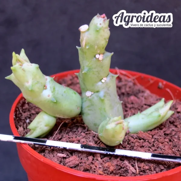 Orbea wismanii var. eremastrum - Imagen 2