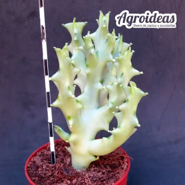 Caralluma socotrana - Imagen 2