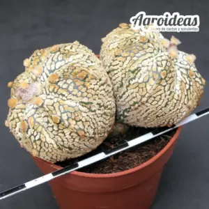 Astrophytum superkabuto "Selección"