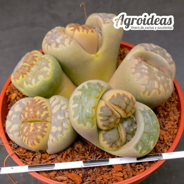 Lithops doretheae "Selección"