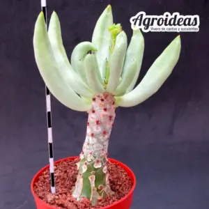 Tylecodon pearsonii X cacalioides