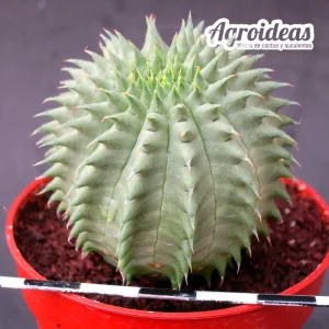 Euphorbia obesa X suzannae «Ex. Agroideas»