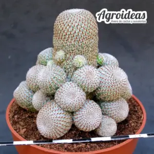 Rebutia heliosa MØ-11cm
