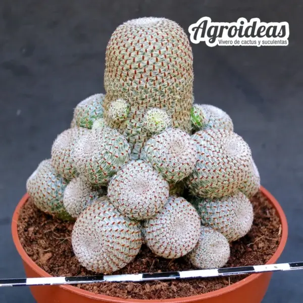 Rebutia heliosa MØ-11cm