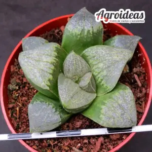 Haworthia cv. Aki "Ex. Agroideas"