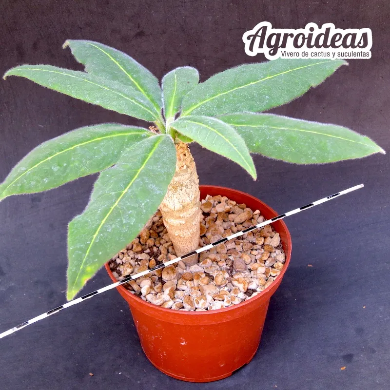 Euphorbia ankarensis - Imagen 2