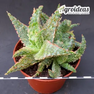 Aloe TCT "Ex. Thai" Selección Ejemplar