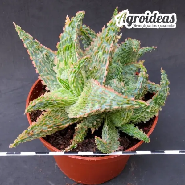 Aloe TCT "Ex. Thai" Selección Ejemplar