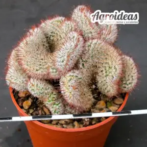 Mammillaria andersonii "cristata" Ejemplar