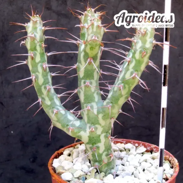 Euphorbia horwoodii "Clon 2"