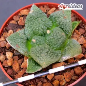 Ariocarpus lloydii