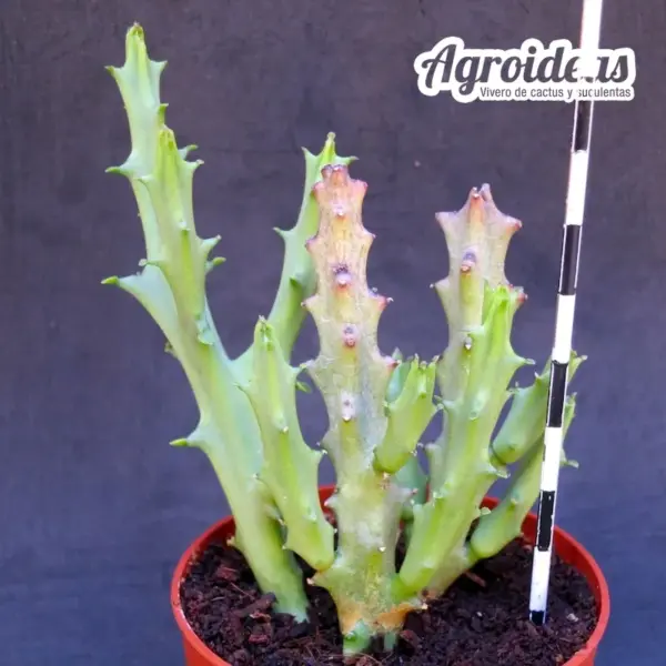 Caralluma socotrana híbrida - Imagen 2