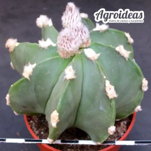 Astrophytum "Ooibo" multicostatum & nudum