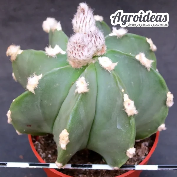Astrophytum "Ooibo" multicostatum & nudum