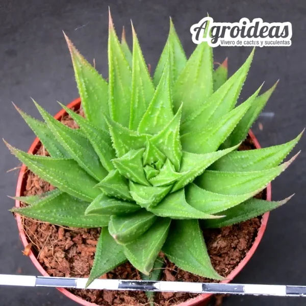 Astroloba X haworthia "Ex. Agroideas"