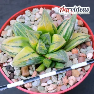 Haworthia "Tiger pyg" variegata