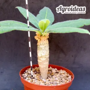 Euphorbia ankarensis