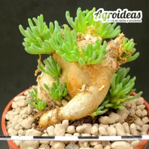 Phyllobolus pearsonii x resurgens