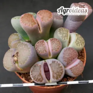 Lithops mix "Selección M-8,5 cm"