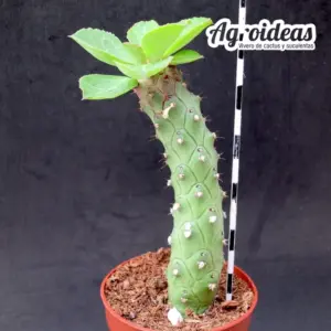 Monadenium ritchiei ssp. marsabitensis