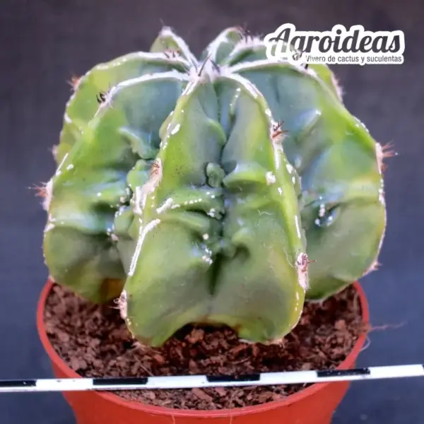 Astrophytum Fukuryu & Ha-kujo «Selección» var. nudum - Imagen 2