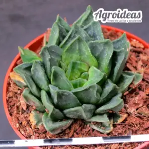 Gasteria X aloe sp. "Gasteraloe"