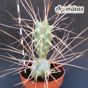 Tephrocactus aoracanthus "Paediophilus" MØ-8,5cm