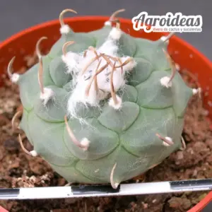 Turbinicarpus klinkerianus