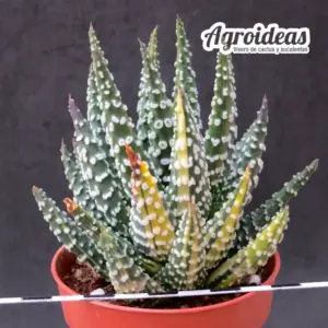 Haworthia pumila "Donut" variegata