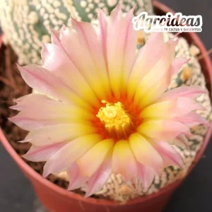 Astrophytum superkabuto AKABANA "Selección"