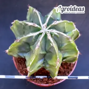 Astrophytum Fukuryu & Ha-kujo «Selección» var. nudum