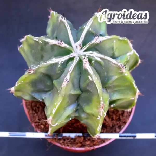 Astrophytum Fukuryu & Ha-kujo «Selección» var. nudum